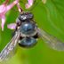 Yes, the Blue Orchard Bee Exists—and It's Not the Only Blue Bee