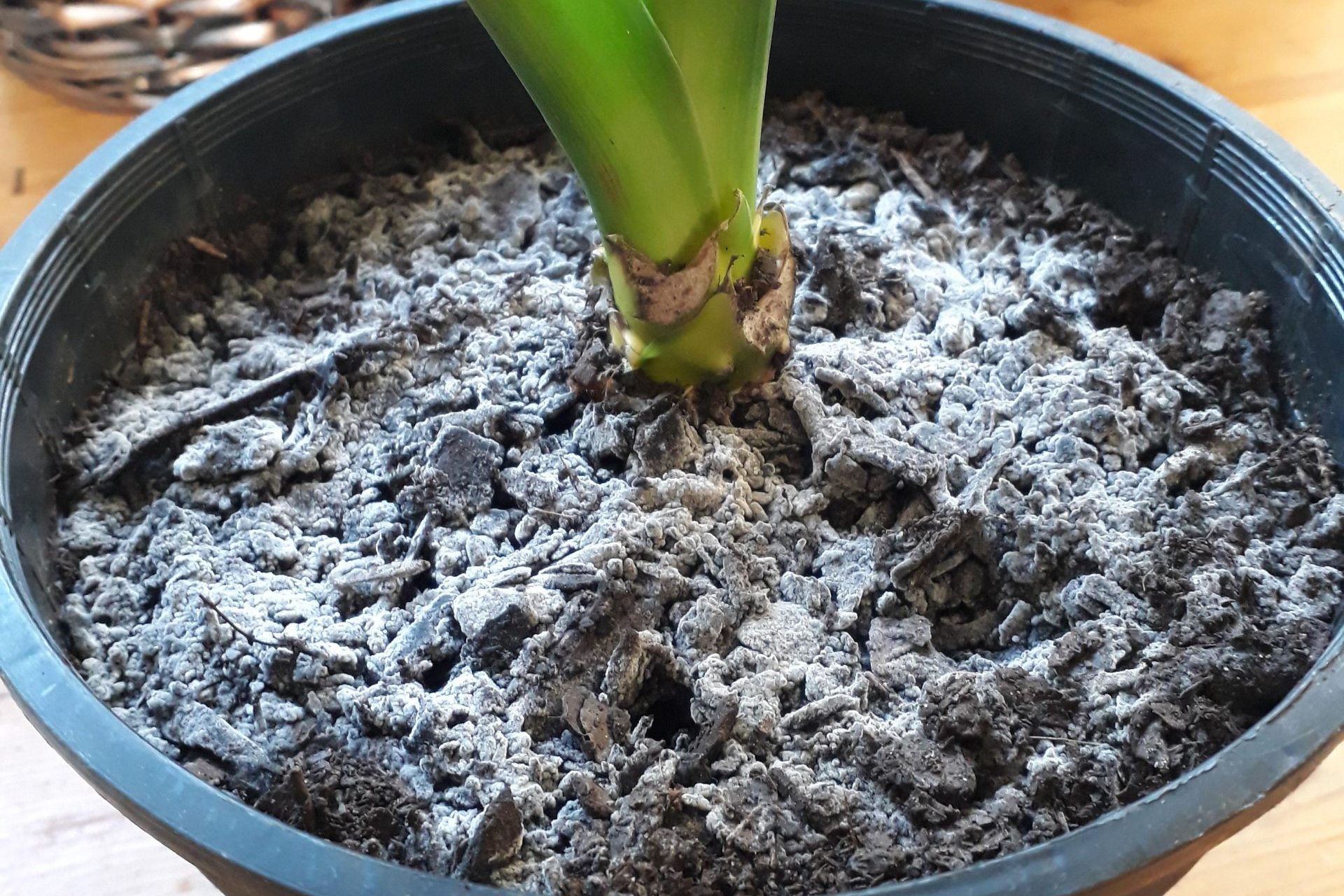 Gray Soil Courtesy Reddit.com