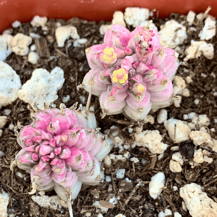 2 Variegated Corn Cop Mammilaris Ecomm Via Etsy