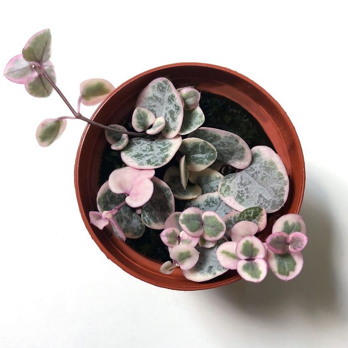 String Of Hearts Ceropegia Woodii Variegata Ecomm Via Etsy.com