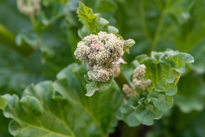 Rhubarb (Rheum rhabarbarum)