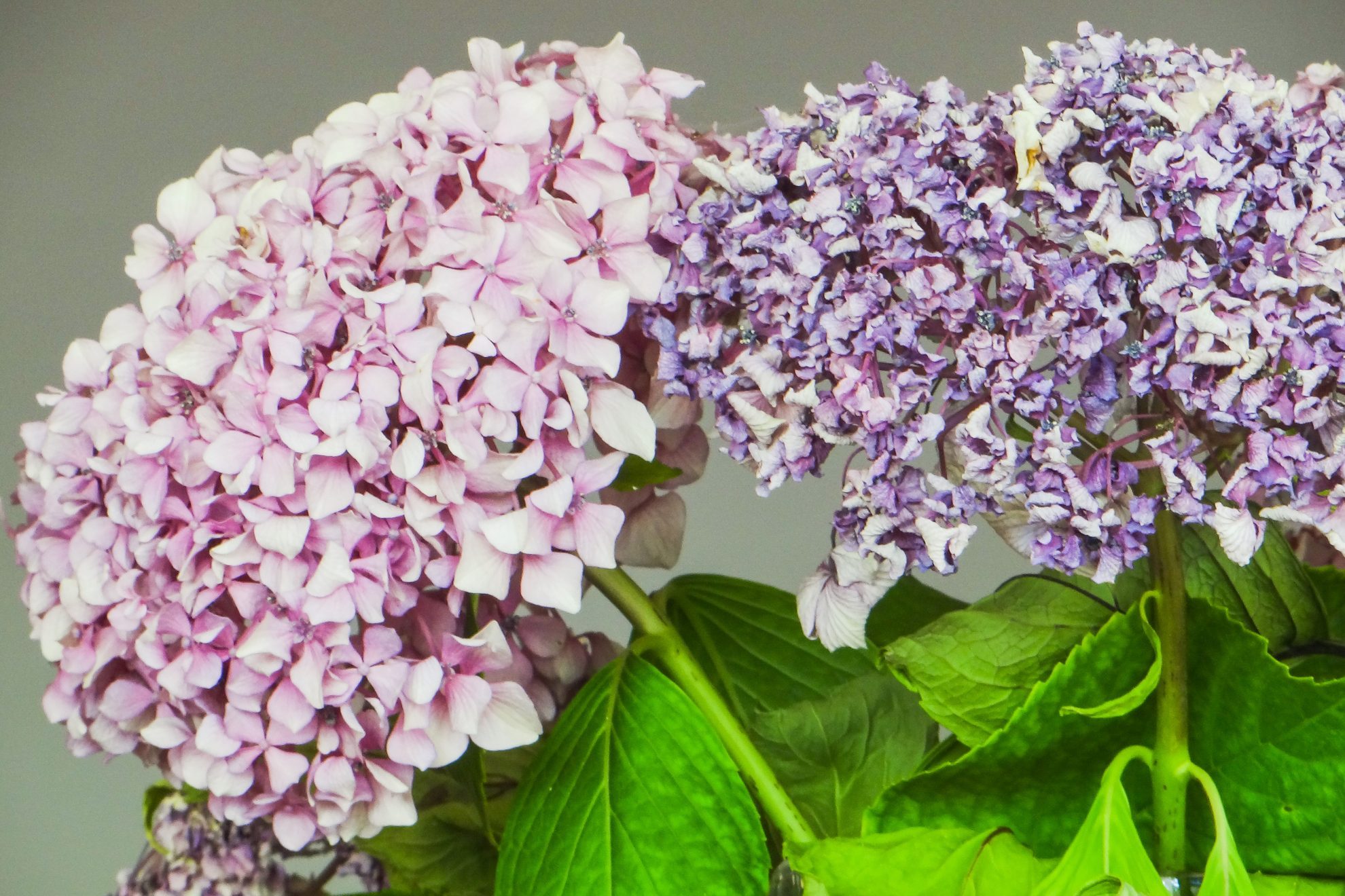 How to Revive the Wilting Hydrangeas in Your Bouquet