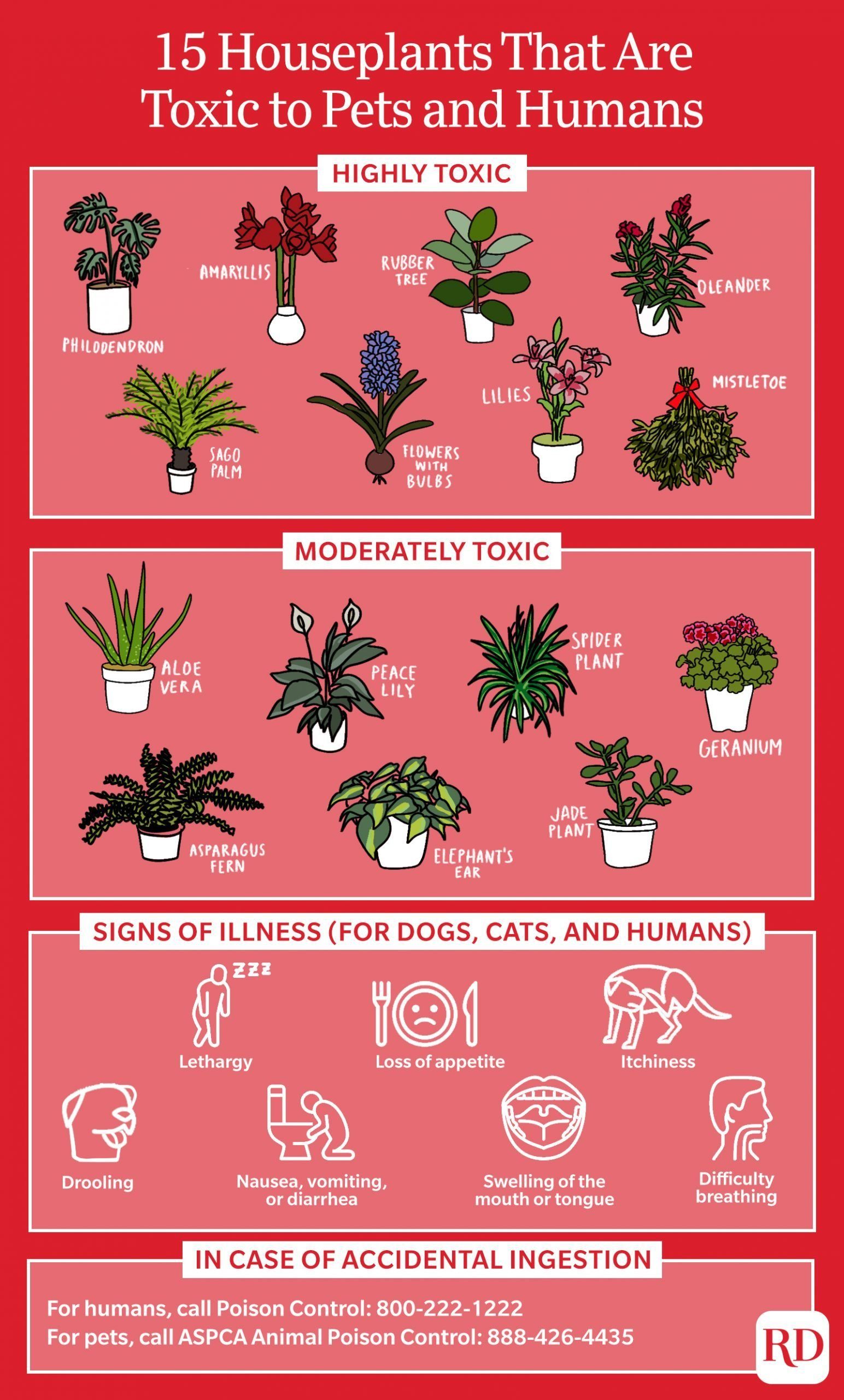 Toxic Plants infographic