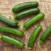What Is Zucchini?