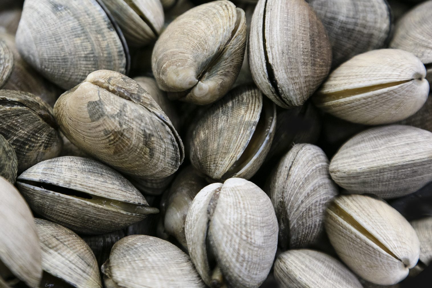 Meat Department of Grocery Store - clams