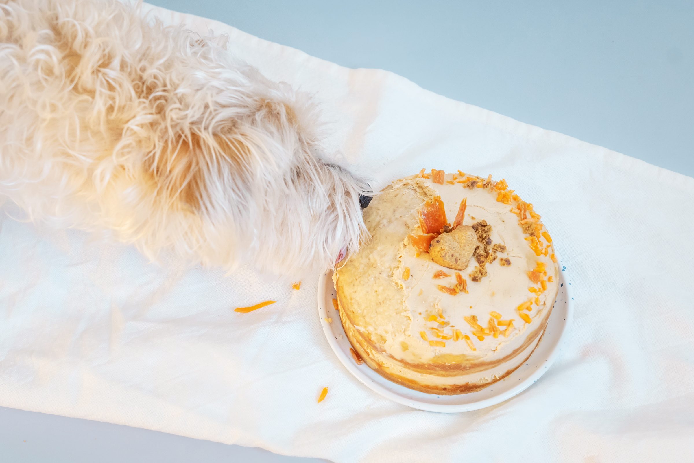 This Dog Cake Recipe Is the Perfect Way to Celebrate Your Pup’s Birthday