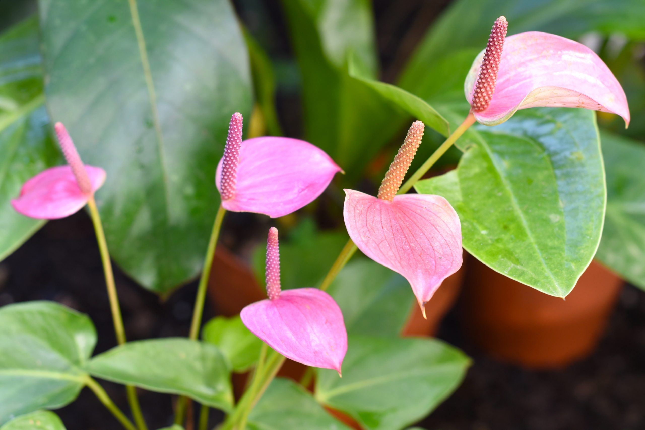 Anthurium andraeanum flower close up