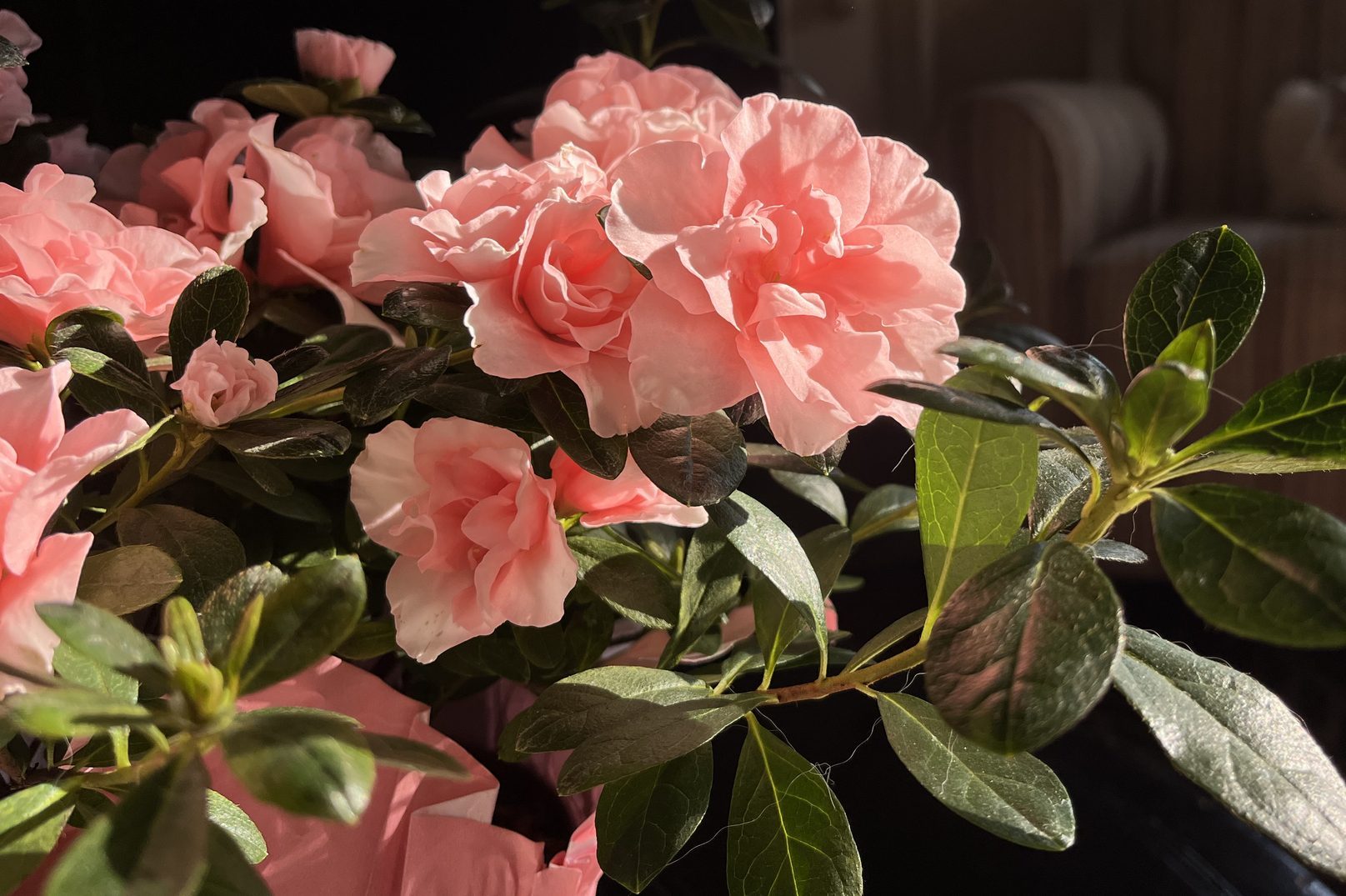 Pink azalea blossoms