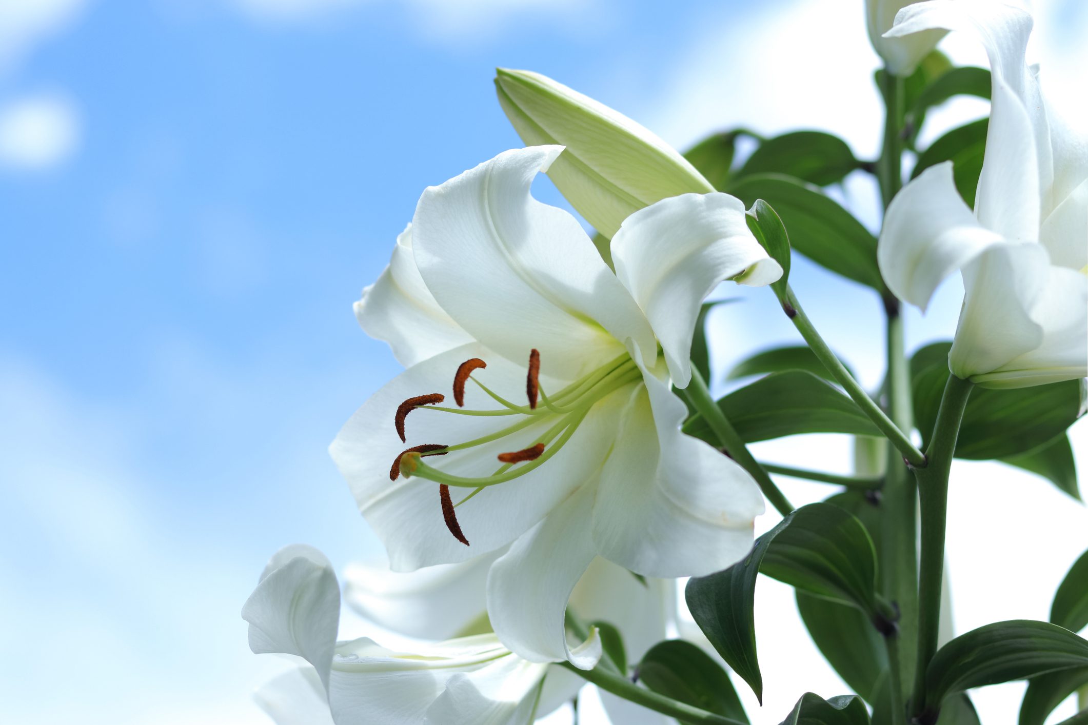 White Madonna Lily. Lilium Candidum flower on blue background. Easter Lily flowers greeting card with copy space. Valentines day. Mothers day. Liliaceae. White Lilium Longiflorum with dewdrops