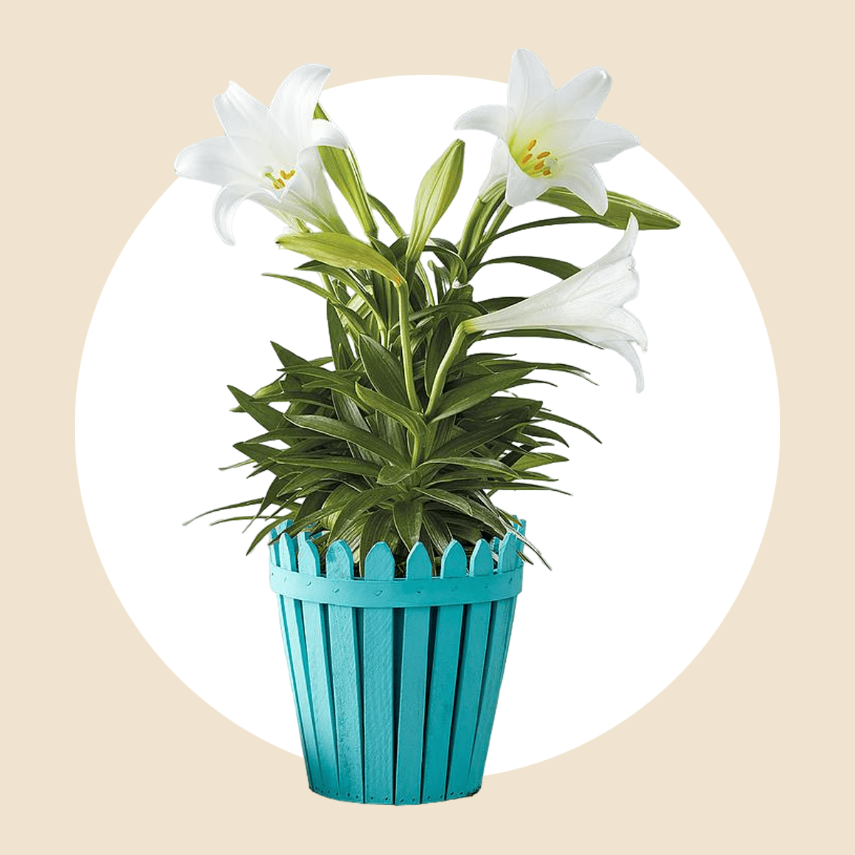 Harry And David Easter Lillies