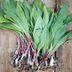 What Are Ramps and How Do They Taste?