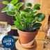 This Plant Subscription Box Means a New Houseplant on Your Doorstep Regularly