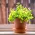 Your Guide to Growing Cilantro Indoors