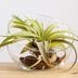 Everything You Need to Know About Air Plants