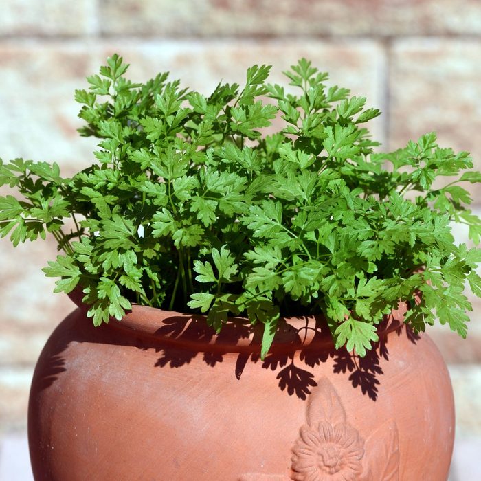 Cherbel, Anthriscus, Cerefolium, pot