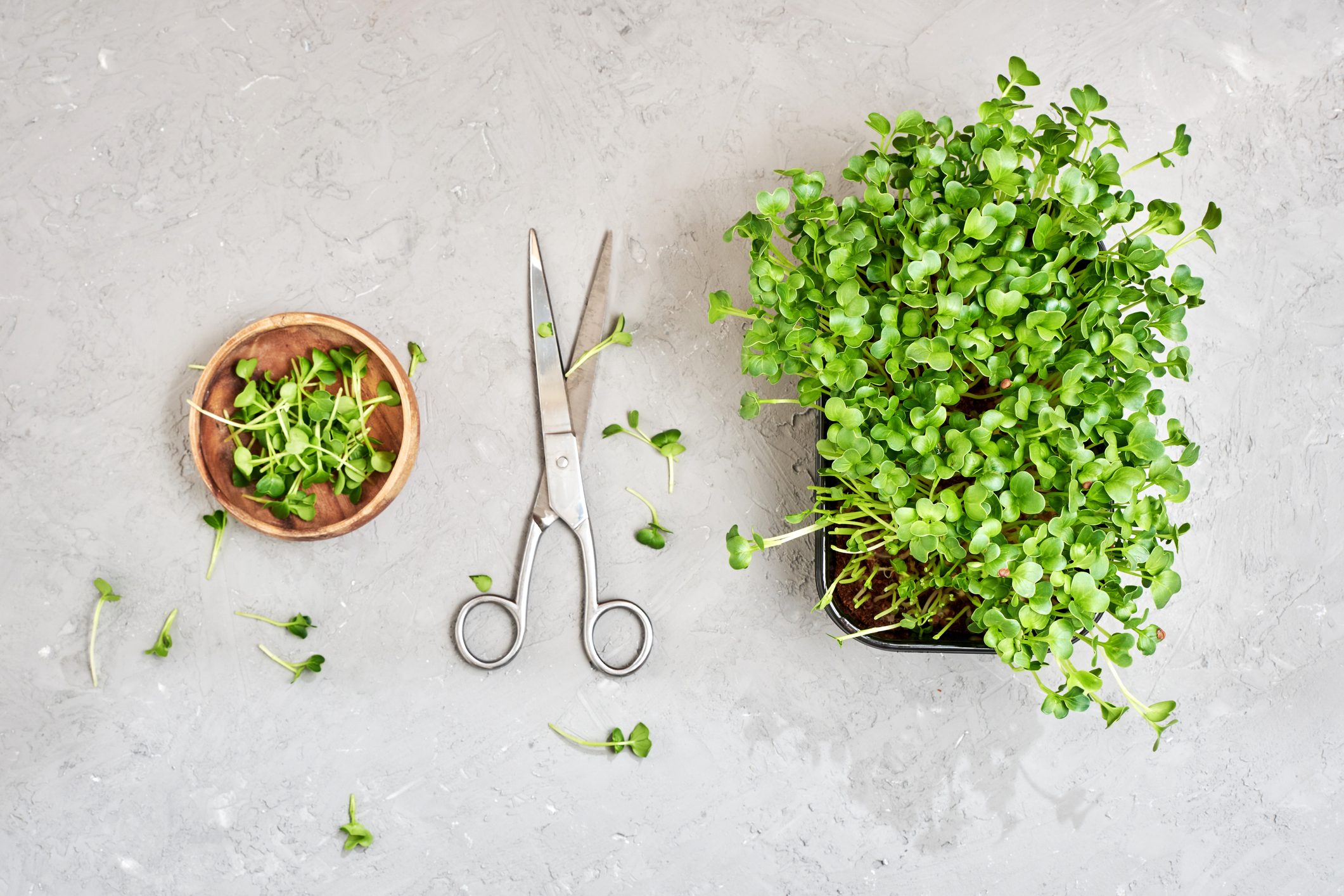 Microgreens of radishes in black plastic pot on grey concrete natural background with scissors. Growing greens at home for salad.