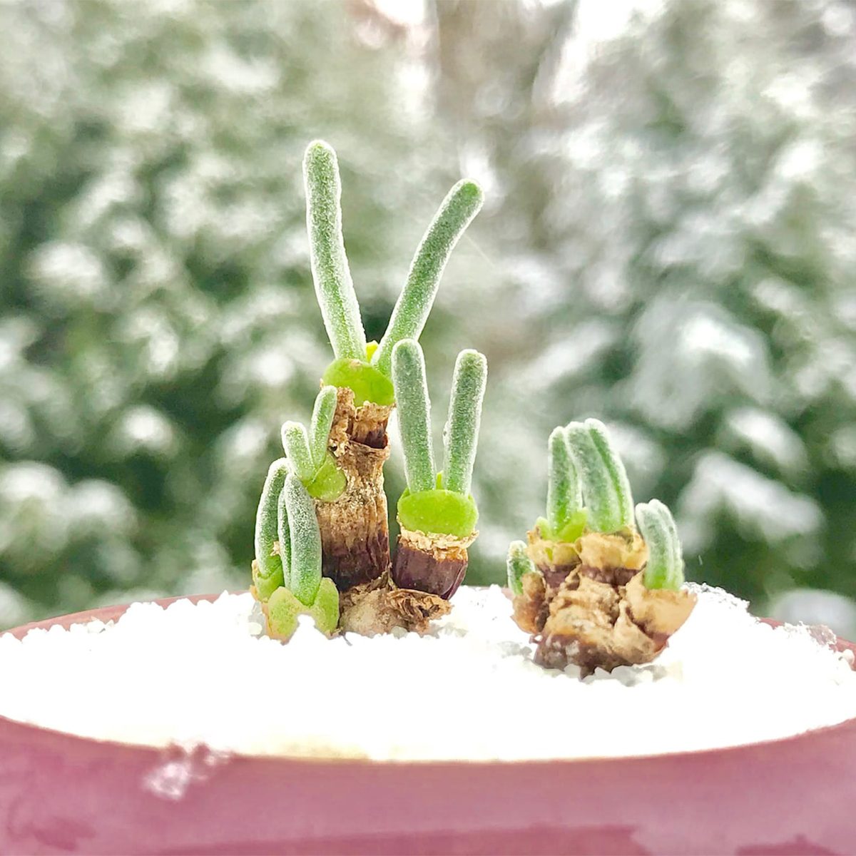 This Is Where to Find an Adorable Bunny Succulent Plant