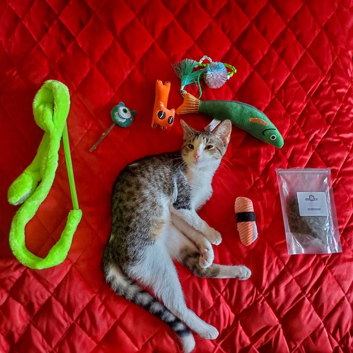 Giant Felted Pet Blanket