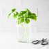 How to Store Fresh Basil So It Doesn't Wilt
