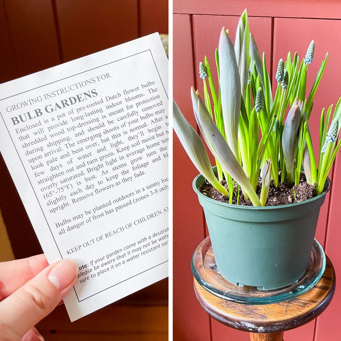 Harry & David Bulb Of The Month Club