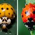 If You See a Yellow Ladybug, This Is What It Means