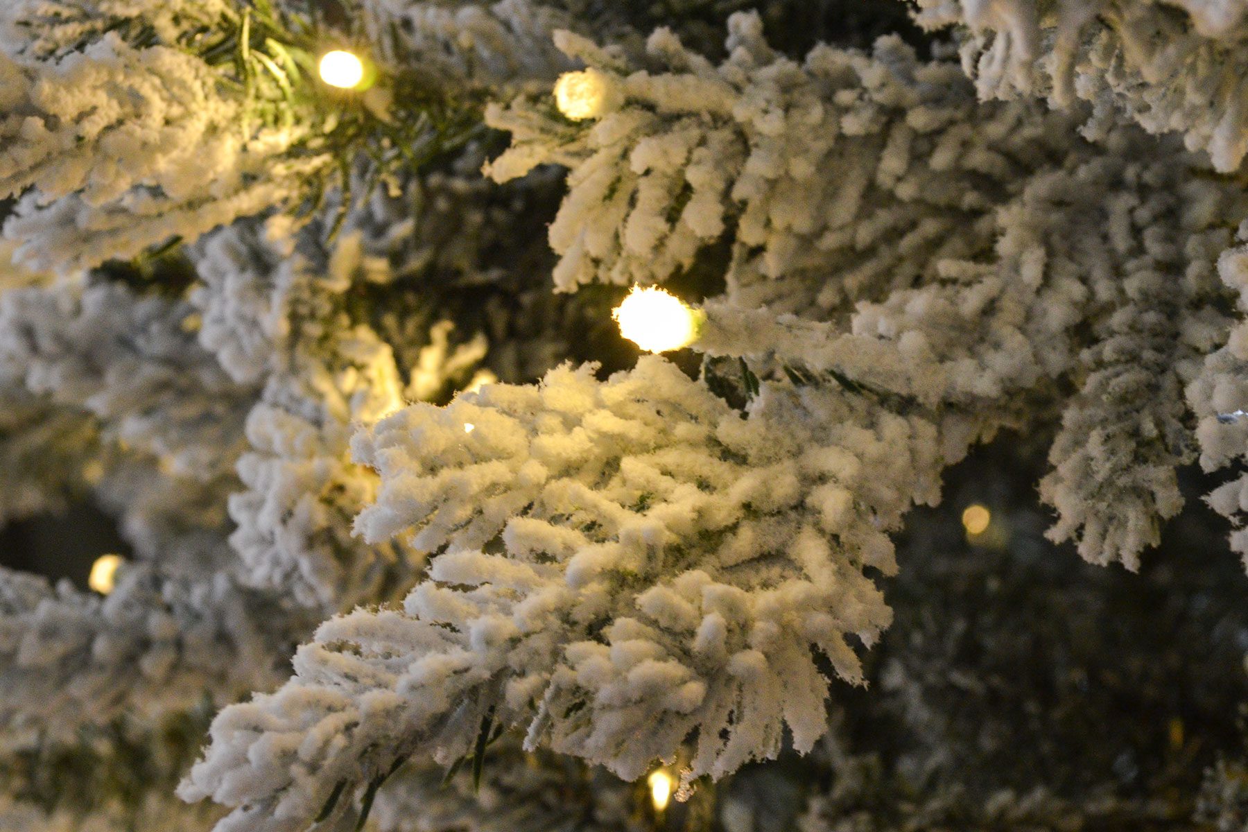 Toha24 King Of Christmas Queen Flock Emily Way 06 Ssedit A