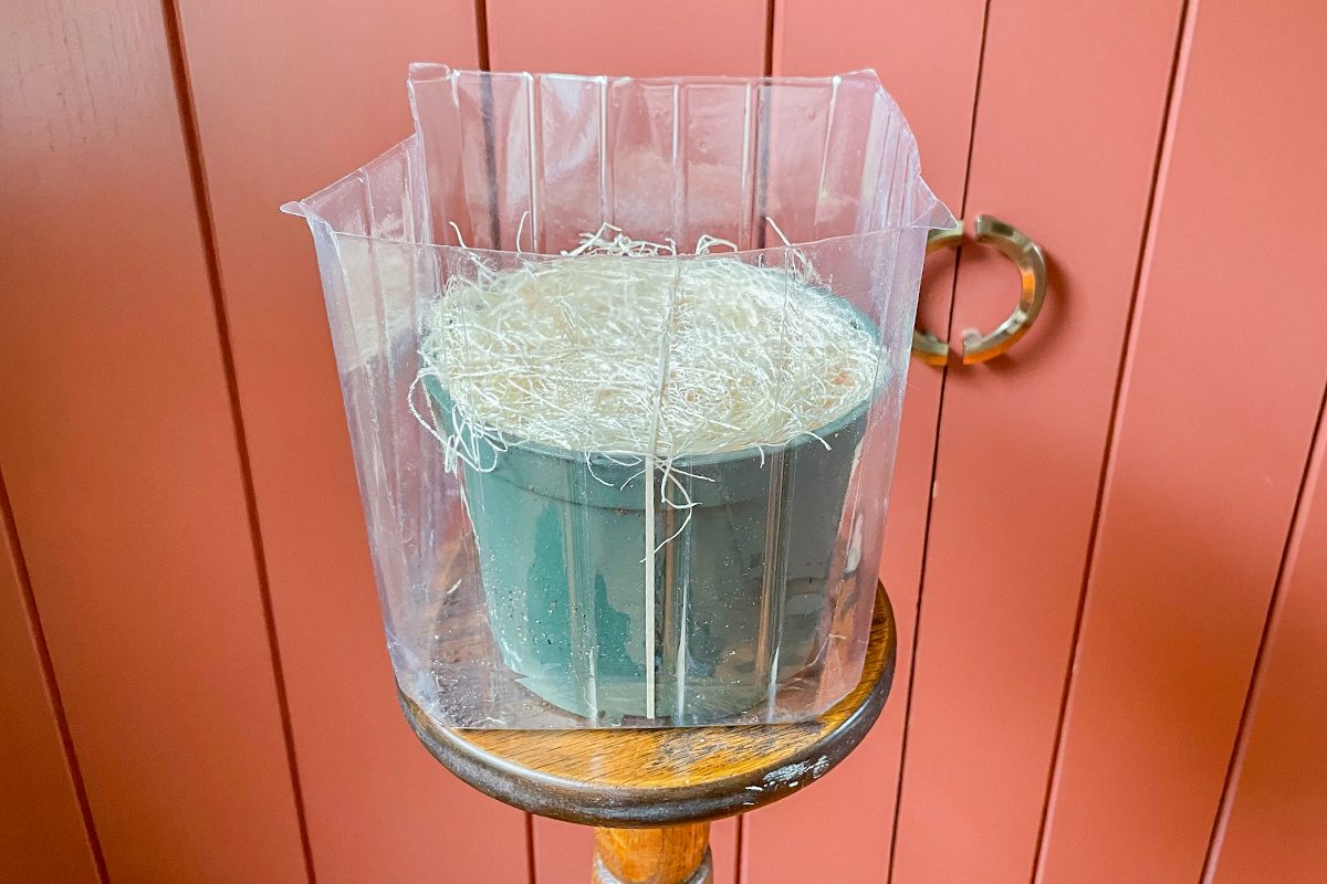 Toha25 Harry & David Bulb Of The Month Club Katie Bandurski 03 Ssedit