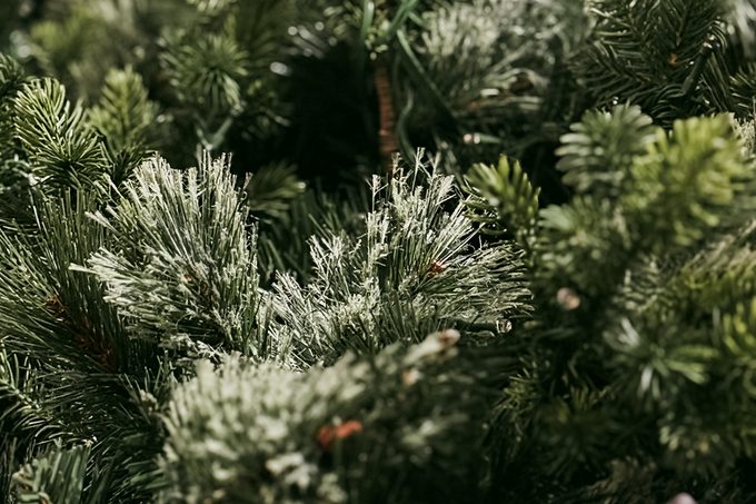 Close-up of dense green pine branches with a light dusting of frost or snow on the needles, creating a wintry and festive atmosphere.