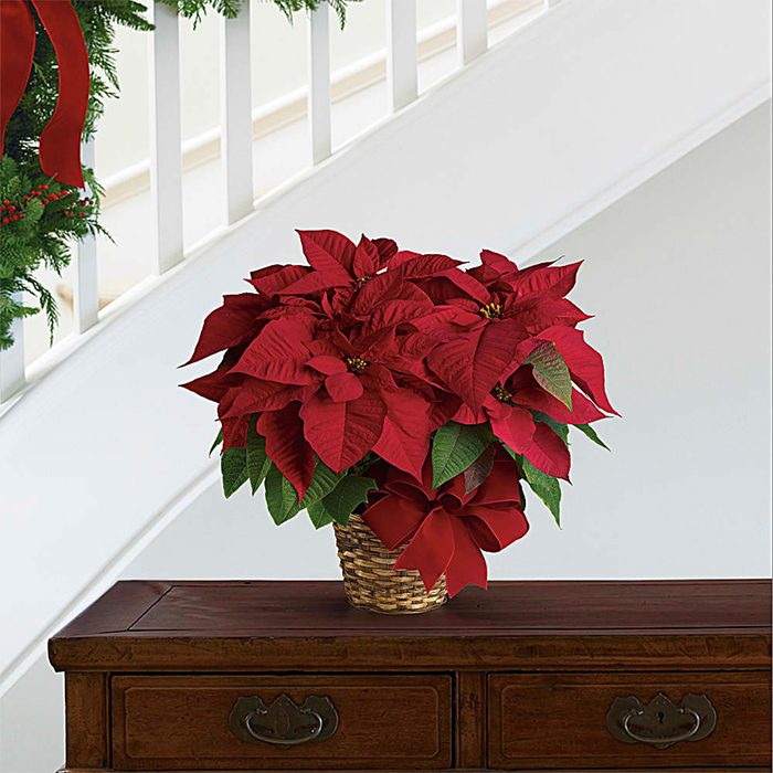 Classic Poinsettia Via Teleflora.com