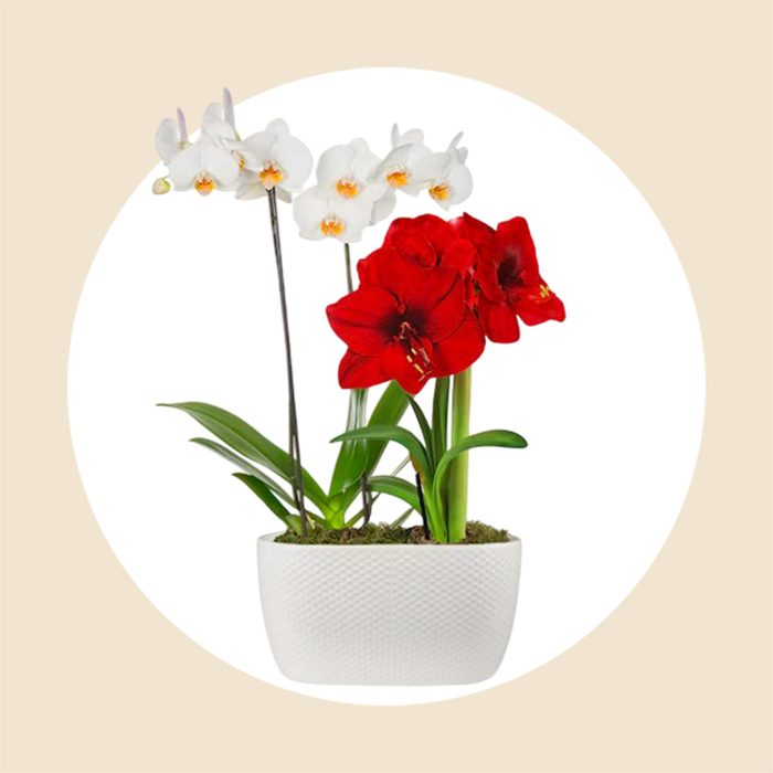 Perfect Holiday Pair Via Bloomsybox.com