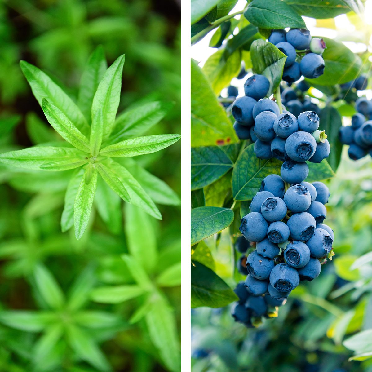 Lemon Verbena and Blueberries side by side.