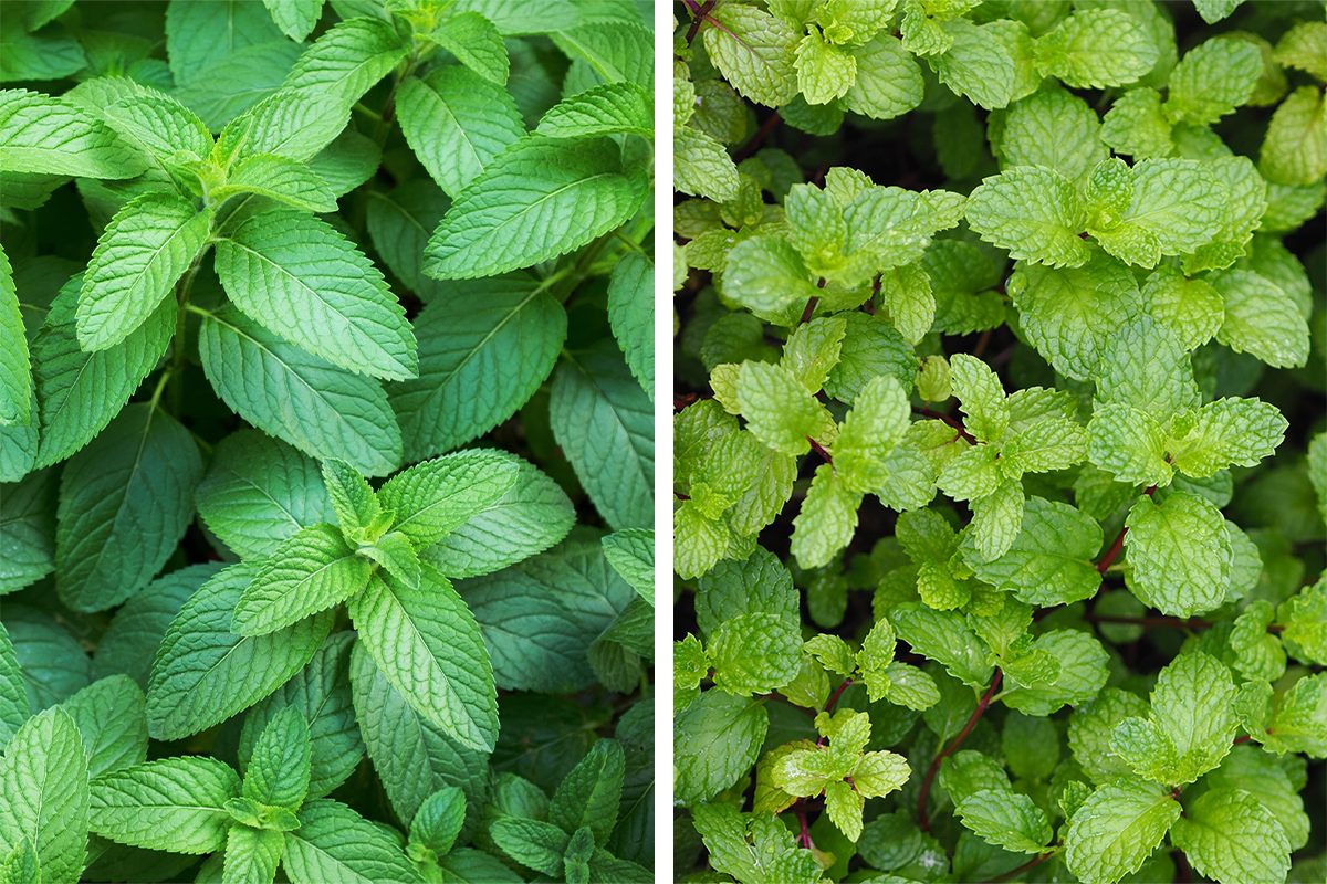 Spearmint vs. Peppermint: What’s the Difference?